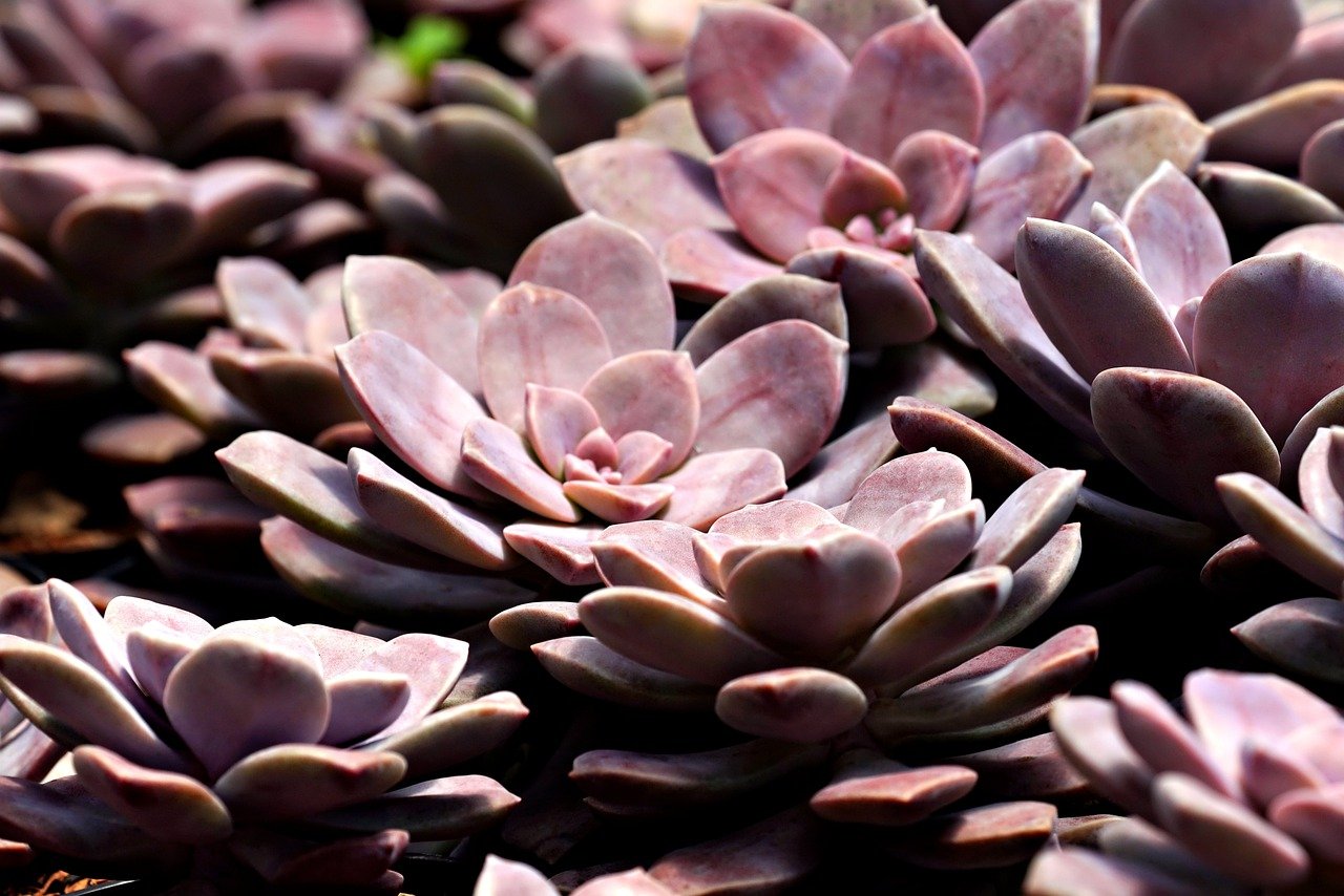 Growing Succulents in Pots: Easy Step by Step Guide